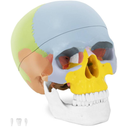 Modello Anatomico Cranio Testa A Grandezza Naturale Scala 1:1 Colorato Plastica - PHYSA en oferta