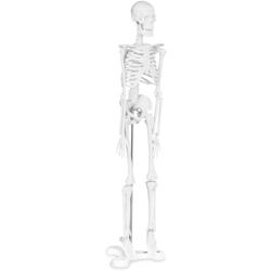 Modello Anatomico Mini Scheletro Umano Decorazione In Scala 1:4 Plastica 45 Cm - PHYSA precio