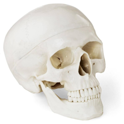 Modello Anatomico Cranio Testa A Grandezza Naturale Scala 1:1 Bianco Plastica - PHYSA características