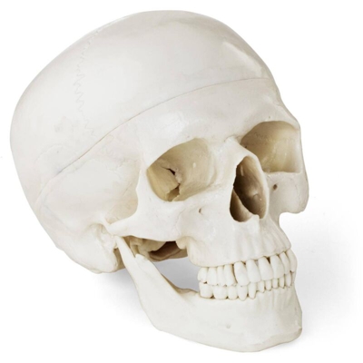 Modello Anatomico Cranio Testa A Grandezza Naturale Scala 1:1 Bianco Plastica - PHYSA