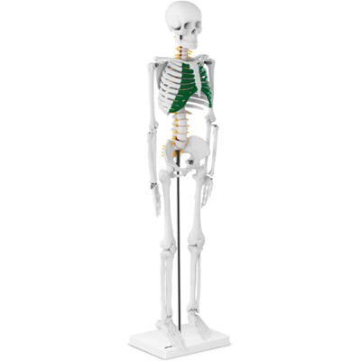 Modello Anatomico Mini Scheletro Umano Per Studio Decorazione In Scala Pvc 85 Cm - PHYSA