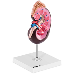 Modello Anatomico Rene In Plastica Con Base Di Supporto Modellino 3D Ingrandito en oferta