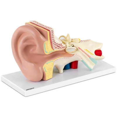 Modello orecchio Smontabile in 4 parti Ingrandimento x3 Dettagliato Plastica