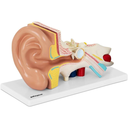 Modello Anatomico Orecchio Umano Ingrandito Due Volte Orecchie Smontabile características