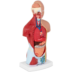 Modello Torso Umano Con Organi Rimovibili Modello Anatomico Medico Scala en oferta