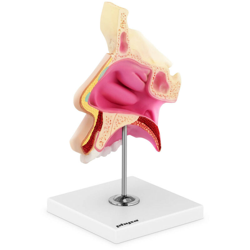 Modello Anatomico Cavità Nasale A Grandezza Naturale Plastica Modellino Colorato precio