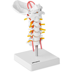 Modello Anatomico Colonna Vertebrale Cervicale Scala 1:1 Pvc Struttura Acciaio en oferta