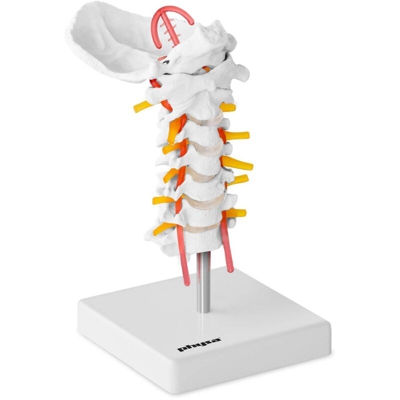 Modello Anatomico Colonna Vertebrale Cervicale Scala 1:1 Pvc Struttura Acciaio