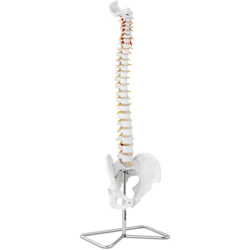 Modello Anatomico Colonna Vertebrale Con Bacino Cervicale In Scala 1:1 In Pvc características