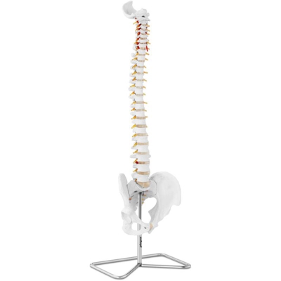 Modello Anatomico Colonna Vertebrale Con Bacino Cervicale In Scala 1:1 In Pvc