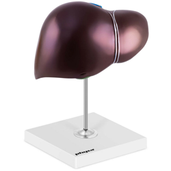 Modello Anatomico Del Fegato A Grandezza Naturale Modellino 3D Colorato Inox en oferta