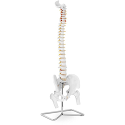 Modello Anatomico Colonna Vertebrale Cervicale Con Bacino In Scala 1:1 In Pvc en oferta