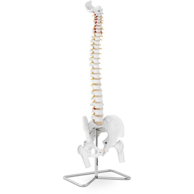 Modello Anatomico Colonna Vertebrale Cervicale Con Bacino In Scala 1:1 In Pvc